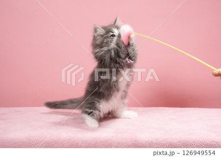 猫じゃらしで遊ぶノルウェージャンフォレストキャットの仔猫 126949554