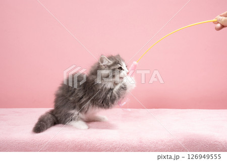 猫じゃらしで遊ぶノルウェージャンフォレストキャットの仔猫 126949555