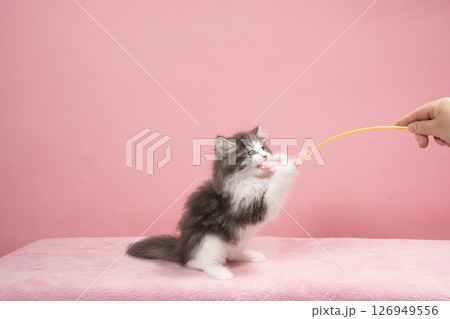 猫じゃらしで遊ぶノルウェージャンフォレストキャットの仔猫 猫じゃらしで遊ぶノルウェージャンフォレストキャットの仔猫 126949556