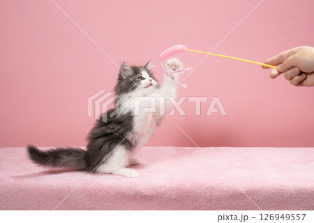 猫じゃらしで遊ぶノルウェージャンフォレストキャットの仔猫 126949557