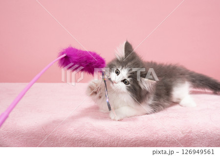 猫じゃらしで遊ぶノルウェージャンフォレストキャットの仔猫 猫じゃらしで遊ぶノルウェージャンフォレストキャットの仔猫 126949561