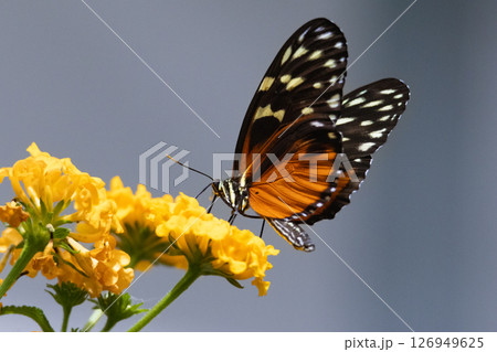 Heliconius hecale Butterfly feeding on flowers. High quality photo Heliconius hecale Butterfly feeding on flowers. High quality photo 126949625