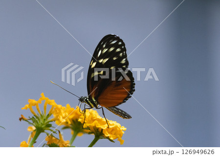Heliconius hecale Butterfly feeding on flowers. High quality photo 126949626