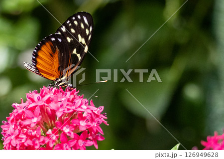 Heliconius hecale Butterfly feeding on flowers. High quality photo 126949628