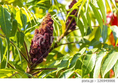 Red purple and pink summer garden plants and flowers Belarus. Red purple and pink summer garden plants and flowers Belarus. 126949866