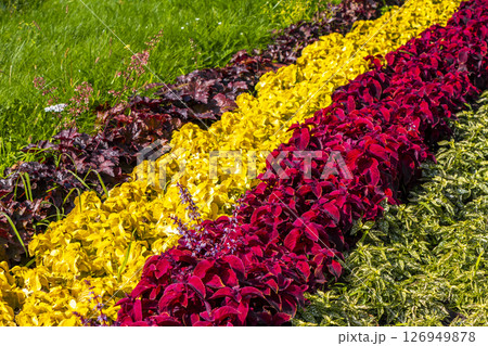Yellow red and pink summer garden plants and flowers Belarus. 126949878