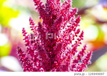 Red purple and pink summer garden plants and flowers Belarus. Red purple and pink summer garden plants and flowers Belarus. 126949897