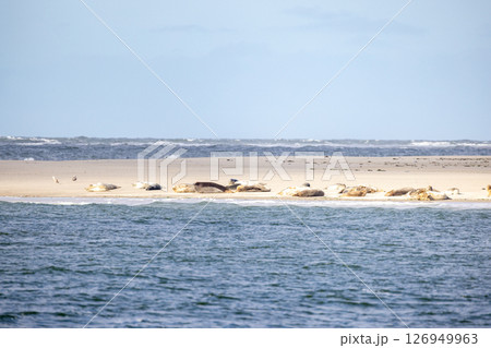 Eierland, De Cocksdorp, Texel, The Netherlands, Oktober 28th, 2024, A serene coastal scene of seals Eierland, De Cocksdorp, Texel, The Netherlands, Oktober 28th, 2024, A serene coastal scene of seals 126949963