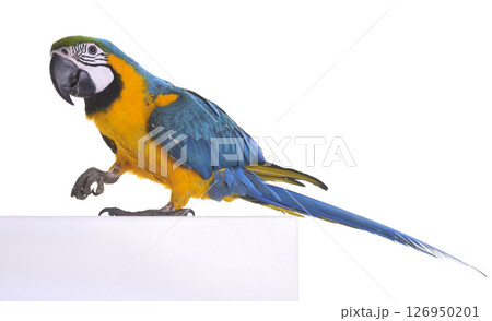 Blue-and-yellow macaw in studio Blue-and-yellow macaw in studio 126950201