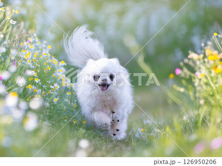chihuahua in nature 126950206