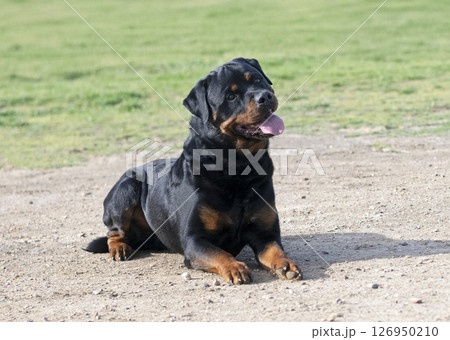 training of rottweiler 126950210