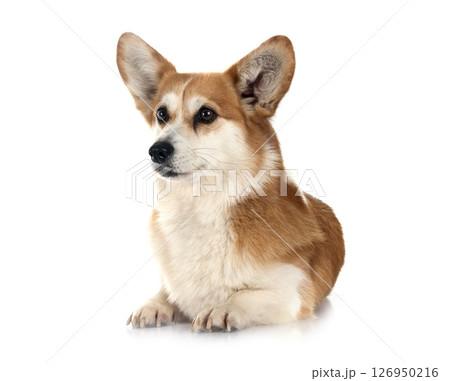 Pembroke Welsh Corgi Pembroke Welsh Corgi 126950216