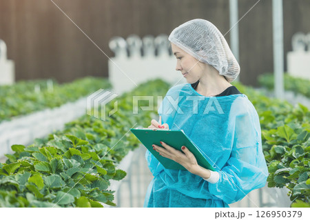 Scientist farmer Caucasian women working in Hydroponic indoor organic strawberry nursery plant farm Scientist farmer Caucasian women working in Hydroponic indoor organic strawberry nursery plant farm 126950379