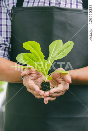 closeup farmer hand holding green cos plant, Organic vegetable clean food produce from hydro farm 126950382