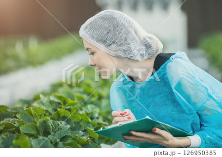 Scientist farmer Caucasian women working in Hydroponic indoor organic strawberry nursery plant farm 126950385