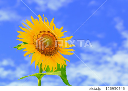 爽やかな青空と鮮やかな向日葵の花 爽やかな青空と鮮やかな向日葵の花 126950546