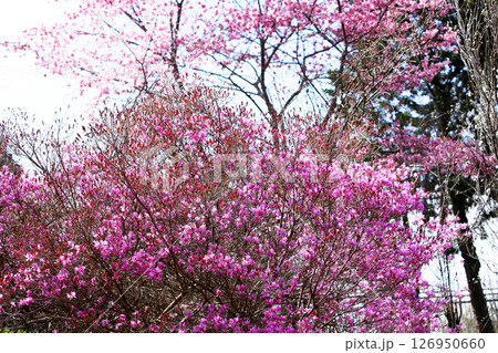 春の自然公園の美しい色々な花達 春の自然公園の美しい色々な花達 126950660