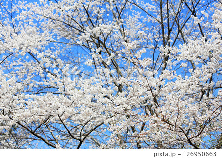春の自然公園の美しい色々な花達 春の自然公園の美しい色々な花達 126950663