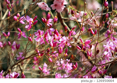 春の自然公園の美しい色々な花達 春の自然公園の美しい色々な花達 126950664