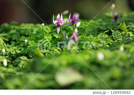 春の自然公園の美しい色々な花達 126950682