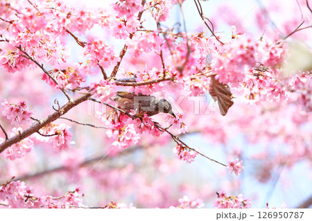 サクラとヒヨドリ 126950787
