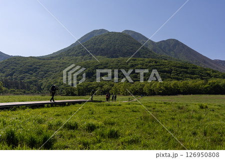 長者原登山口から伸びる登山道を歩くハイカーたち。新緑の蓼原湿原と三俣山が広がる春の風景。 126950808