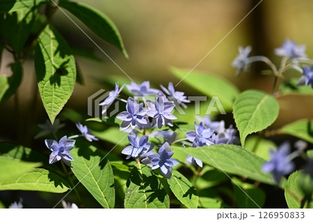 初夏のヤマアジサイ（山紫陽花） 126950833