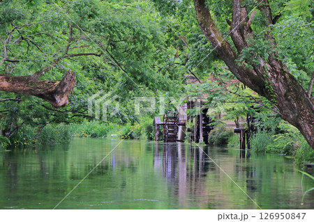 初夏の安曇野　大王わさび農場の水車 126950847