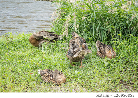 マガモ（メス）　京都市鴨川 126950855