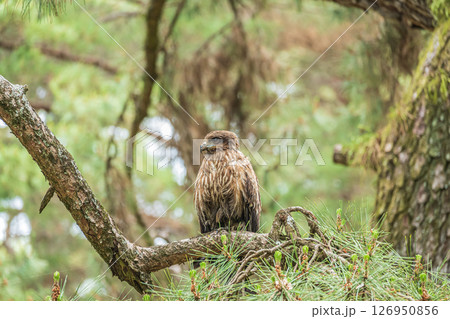 トビ　京都市京都御苑 126950856