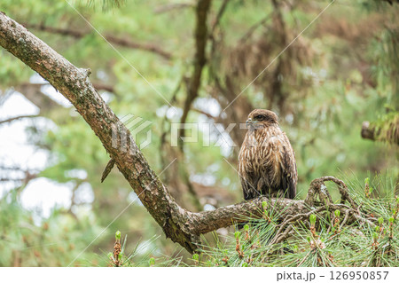 トビ 京都市京都御苑 トビ 京都市京都御苑 126950857