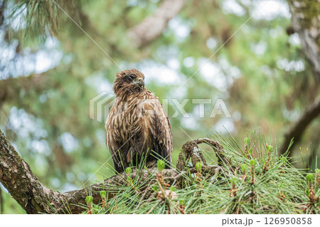 トビ　京都市京都御苑 126950858