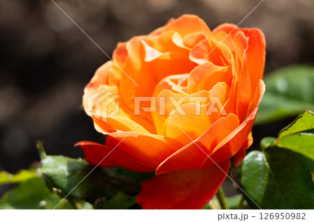 Close up of orange rose. High quality photo 126950982
