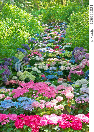 【長谷寺 (あじさい回廊)】 奈良県桜井市初瀬 126951021