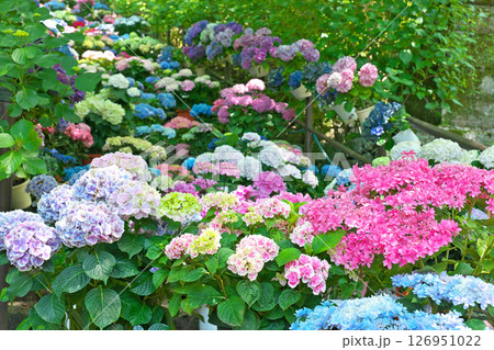 【長谷寺 (あじさい回廊)】 奈良県桜井市初瀬 126951022