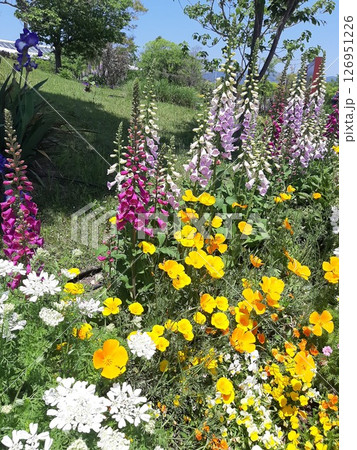 カラフルな花壇　花　育つ 126951226