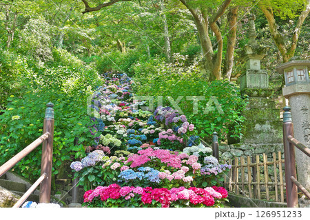 【長谷寺 (あじさい回廊)】 奈良県桜井市初瀬 【長谷寺 (あじさい回廊)】 奈良県桜井市初瀬 126951233