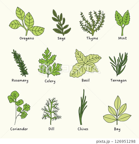 HERBS hand drawn botanical illustration simple plants drawing vegetable artistic modern doodles green kitchen gardening icon collection pack 126951298