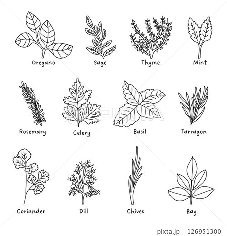 HERBS black and white hand drawn botanical illustration simple plants drawing vegetable artistic modern doodles green kitchen gardening icon collection pack HERBS black and white hand drawn botanical illustration simple plants drawing vegetable artistic modern doodles green kitchen gardening icon collection pack 126951300