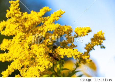Yellow summer garden plants and flowers in Belarus. Yellow summer garden plants and flowers in Belarus. 126951549
