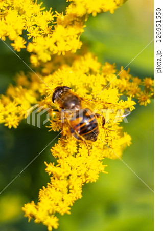 Bee bumblebee collects nectar from yellow flower blossom Brest Belarus. 126951550