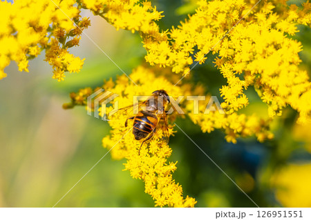 Bee bumblebee collects nectar from yellow flower blossom Brest Belarus. 126951551