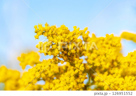 Yellow summer garden plants and flowers in Belarus. Yellow summer garden plants and flowers in Belarus. 126951552