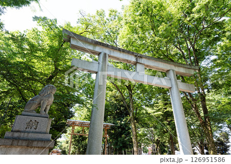 大國魂神社の大鳥居 春の青空 東京都府中市宮町 大國魂神社の大鳥居 春の青空 東京都府中市宮町 126951586