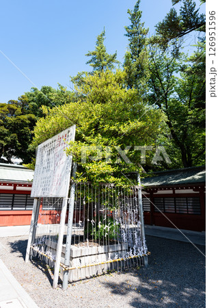 大國魂神社の矢立て竹　春の青空　東京都府中市宮町 126951596