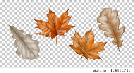 Autumn leaves from maple and oak trees as a symbol of fall, harvest festival, pumpkin festival.Watercolor illustration isolated on transparent background. 126951713