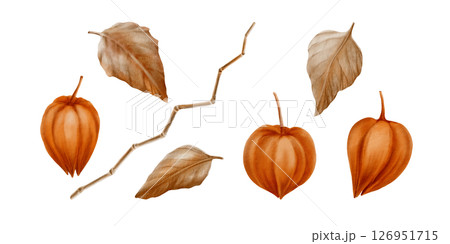Physalis orange buds leaves and stem as nature autumn decorative plant element for pumpkin harvest festival and Thanksgiving invitations.Watercolor illustration isolated on transparent background 126951715