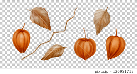 Physalis orange buds leaves and stem as nature autumn decorative plant element for pumpkin harvest festival and Thanksgiving invitations.Watercolor illustration isolated on transparent background 126951715