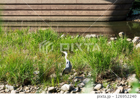 アオサギ アオサギ 126952240