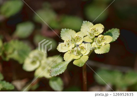 ネコノメソウ 126952635